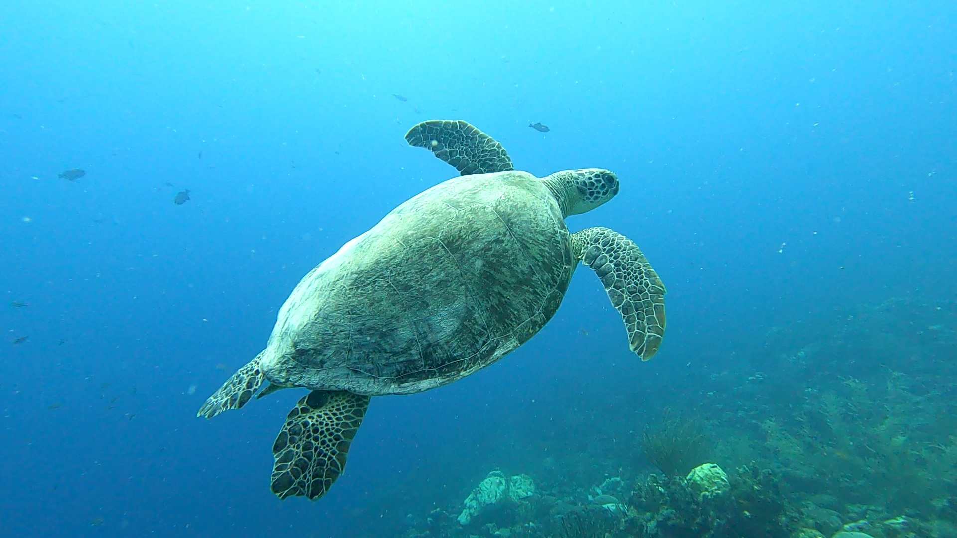 Sea Turtle Bonaire Turtle City-106995